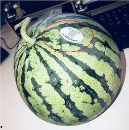 网红吃瓜小哥,揭秘娱乐圈幕后真相 第3张 网红吃瓜小哥,揭秘娱乐圈幕后真相 第3张